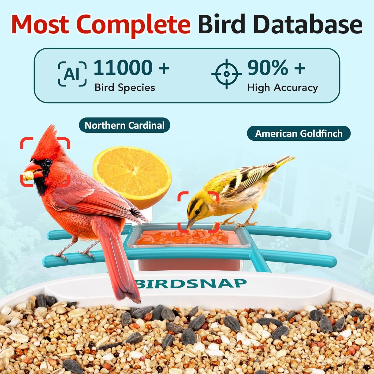 2K HD Bird Feeder Camera with  - Watches & Jewelry Repair Center New York recensione e prezzo
