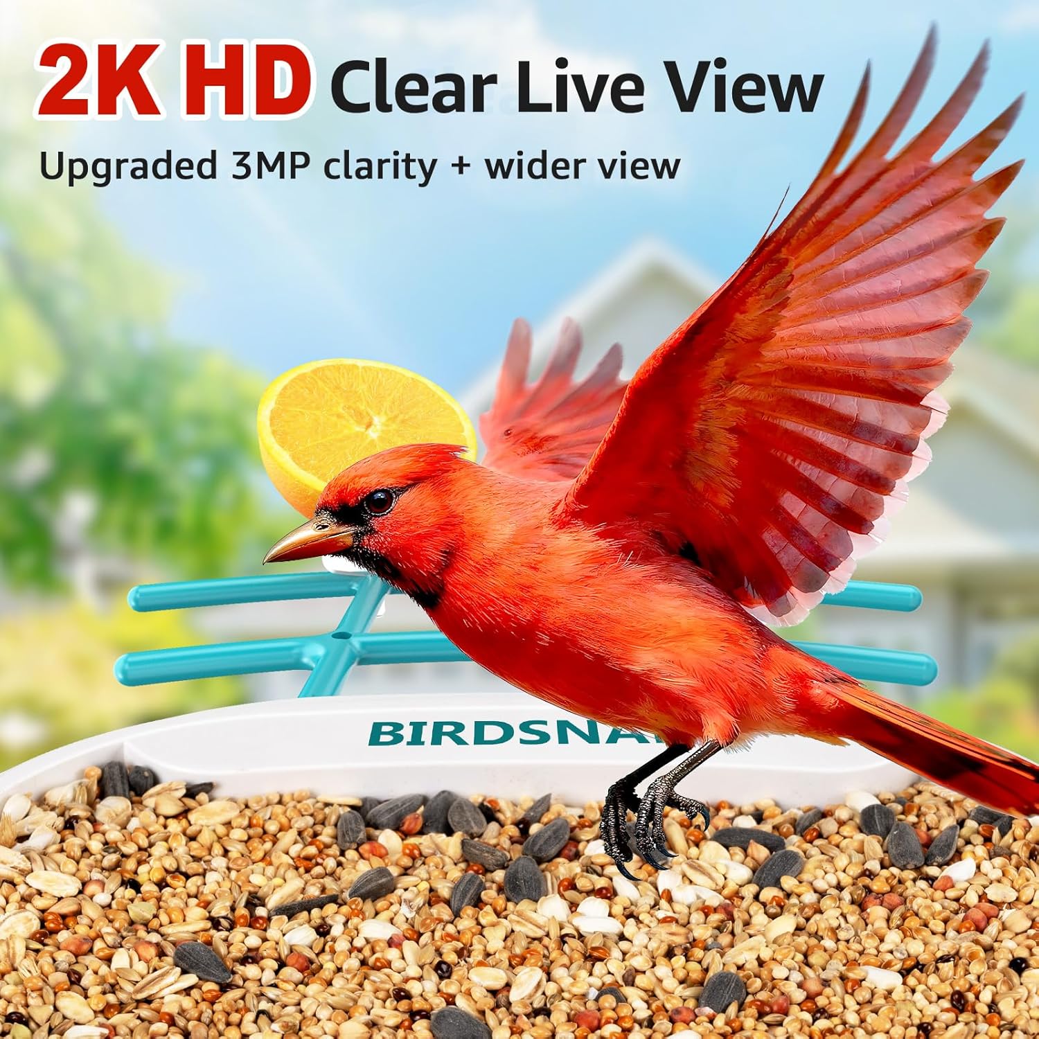 2K HD Bird Feeder Camera with  - Watches & Jewelry Repair Center New York recensione e prezzo